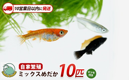 
                  【10営業日以内に発送】ミックスめだか10匹＋マツモ付き (アクアファームはくと/IB167-006) メダカ 生体 国産 飼育 ペット 生き物 魚 初心者 観賞魚 水槽 アクアリウム 癒し
                