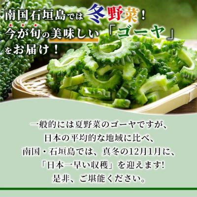 ふるさと納税 石垣市 南国石垣島では冬が旬 朝採れゴーヤ大5本セット 2026年1月上旬〜2月中旬頃まで順次発送 |  | 01