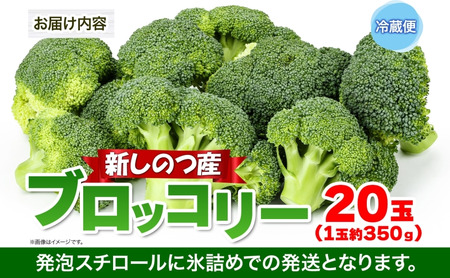 北海道 新しのつ産 ブロッコリー 20玉 冷蔵 野菜 旬 食感 茹でる レンジ サラダ 炒め物 オーブン焼き おかず お弁当 甘い お取り寄せ 国産 農作物 JA 新篠津村 