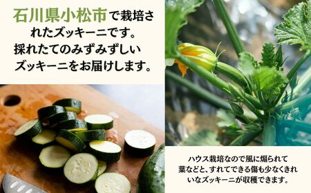 ズッキーニ 約2kg (10本前後)  | 石川県 小松市 JAあぐり