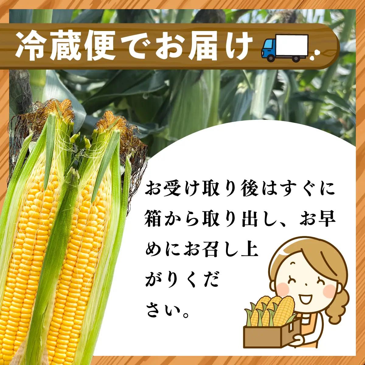 太陽のとうもろこし 【ゴールドラッシュ】 6本セット | とうもろこし