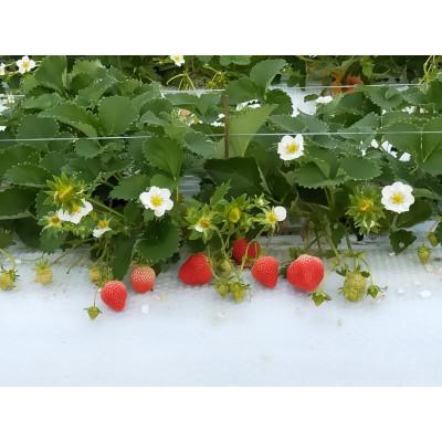 ふるさと納税 山鹿市 いちご100%のワイン 500ml(酸化防止剤無添加) |  | 01