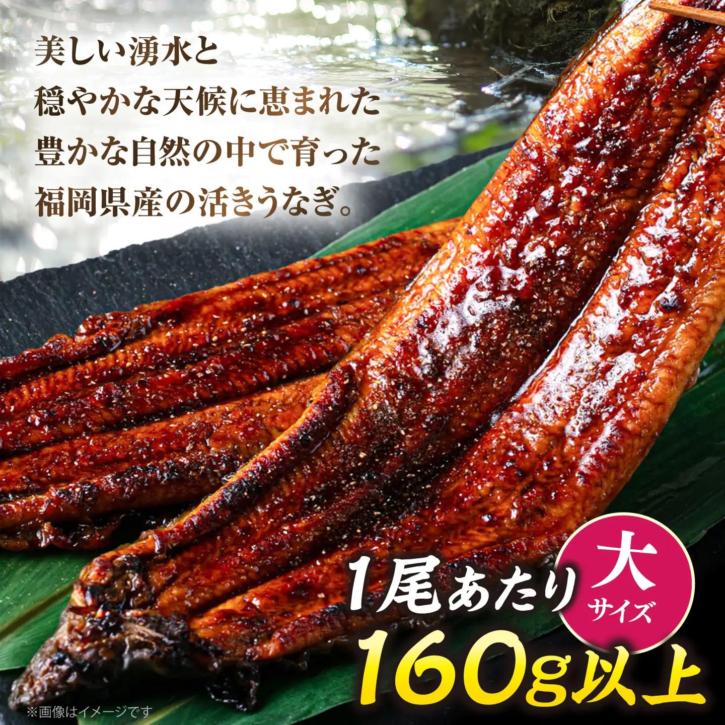 【全2回定期便】福岡県産 うなぎ 蒲焼 大2尾 VAD034 うなぎ