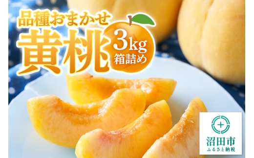 《8月下旬～9月上旬発送》品種おまかせ黄桃 3kg箱