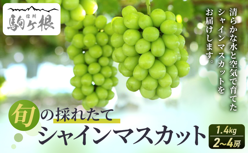 シャインマスカット 約 1.4kg ２～4房 長野 ぶどう 種なし 皮ごと 産地直送 フルーツ 果物 デザート おやつ マスカット ブドウ 葡萄 秋 旬 旬の果物 旬のフルーツ 信州 信州産 長野県 長野県産 2025 2025年
