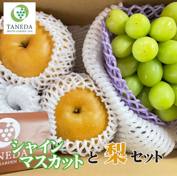 シャインマスカットと梨のセット 計1.2kg（フルーツ 果物 くだもの ブドウ ナシ 旬 2026 贈答用 限定 産地直送）