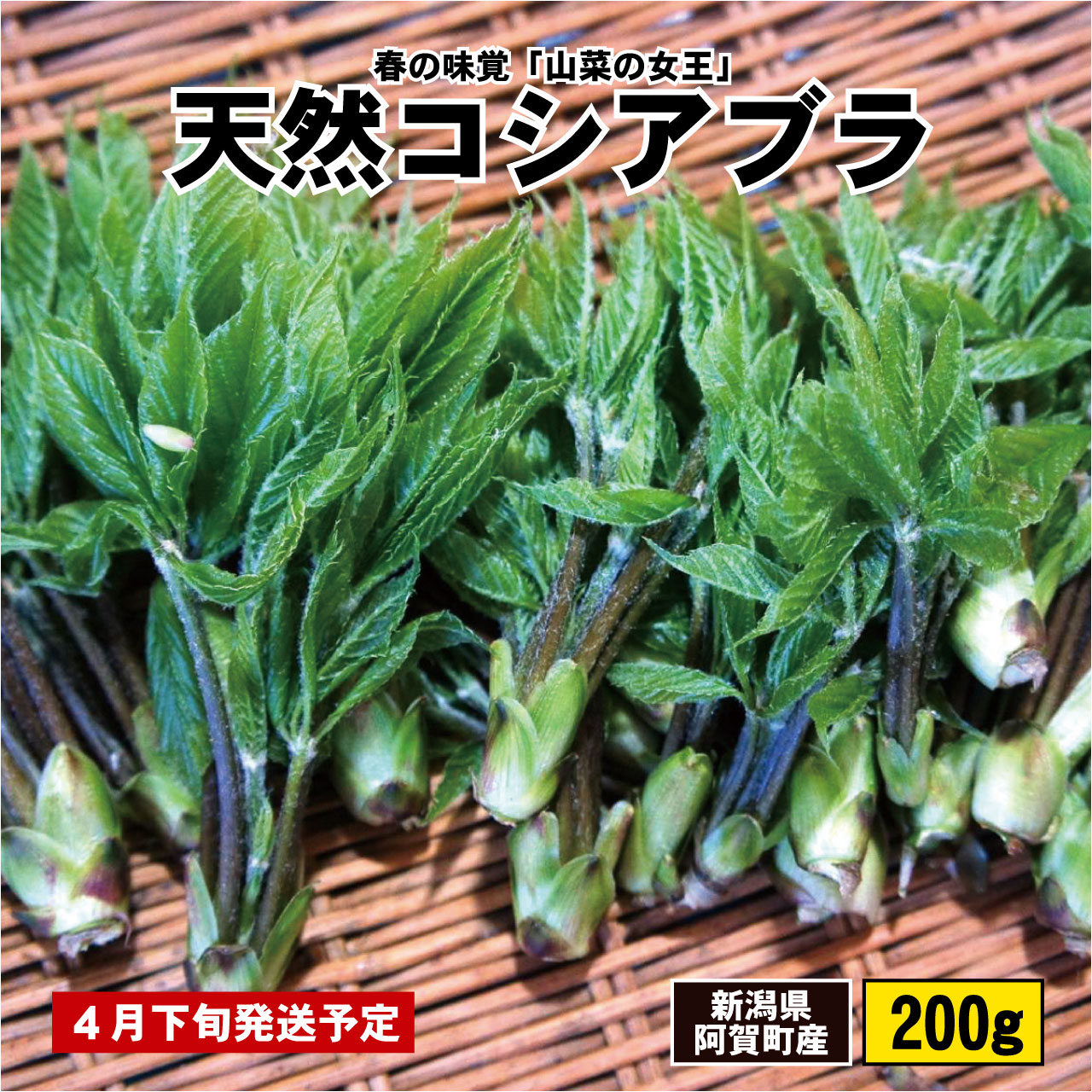 【ふるさと納税】山菜 コシアブラ こしあぶら 天然 200g 山菜の女王 新潟 阿賀 期間限定 数量限定 春の旬 食材 送料無料