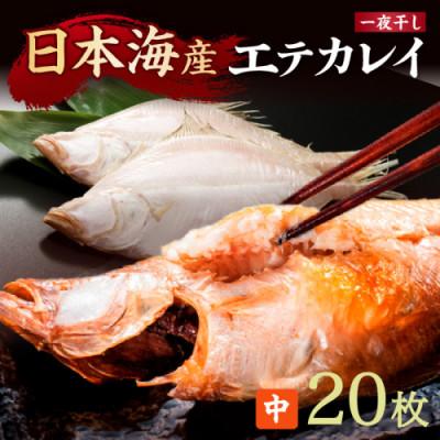 ふるさと納税 京丹後市 【店主一押し!絶品干物!高リピート!】エテカレイ一夜干し干物セット 中サイズ(朝食サイズ)20枚