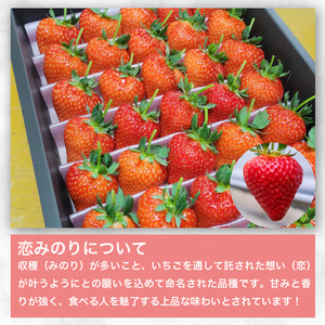 いちご 900g 恋みのり 【いちご】
