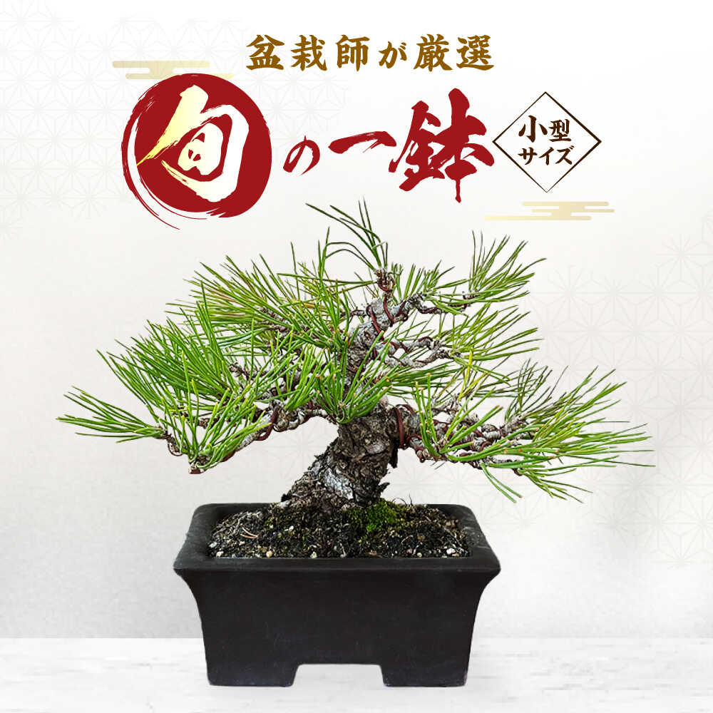 【ふるさと納税】緑の芸術盆栽（小型サイズ）/ 盆栽 ぼんさい 盆栽松 松 盆栽鉢 初心者 観葉植物 ミニ盆栽 インテリア 室内 癒し 和モダン 庭木 門出 お祝い プレゼント ギフト / 稲沢市 / 芳津園[BMAI001]