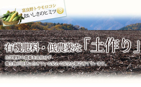 【2024年8月下旬～発送】北海道 富良野産 生で食べられる とうもろこし【恵味（めぐみ）】 2Lサイズ 5本 (スイートベジタブルファクトリー) とうもろこし とうきび コーン 野菜 新鮮 甘い ジ