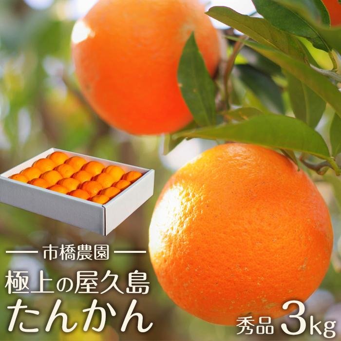 【ふるさと納税】＜先行予約／数量限定＞【市橋農園】屋久島産たんかん 3キロ箱（秀品／贈答用としても) | たんかん タンカン 国産 果物 くだもの フルーツ 柑橘 数量限定 期間限定 屋久島町 鹿児島 屋久島 ふるさと 納税 お取り寄せ ご当地