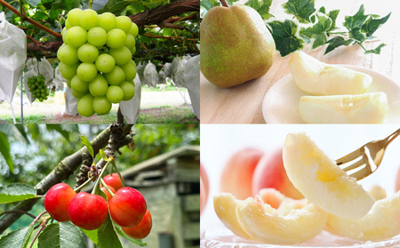 【定期便4回】☆フルーツ王国山形☆『シャインマスカット、ラ・フランス、佐藤錦、白桃』 FY25-308