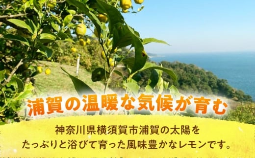 【先行予約】【数量限定20セット】浦賀産 青レモン 5kg【ファーマシーガーデン浦賀】 [AKBG006]