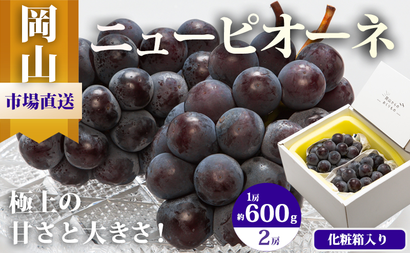 ぶどう 2025年 先行予約 ニュー ピオーネ 2房（1房600g以上）化粧箱入り ブドウ 葡萄 岡山県産 国産 フルーツ 果物 ギフト