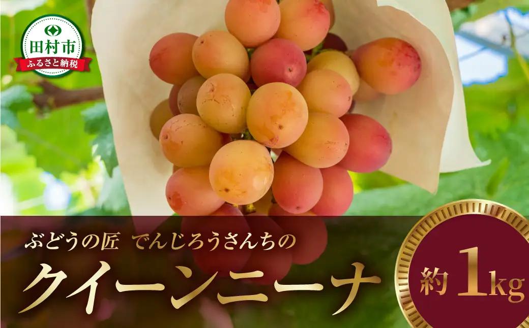 ＼ 先行予約 2026年発送 ／ クイーンニーナ 約1kg 冷蔵 種無し 種なし シャインマスカット ブドウ ぶどう 品種 果物 甘い 巨峰 美味しい 希少 人気 ランキング おすすめ ギフト 田村市  鈴木農園 でんじろうさん