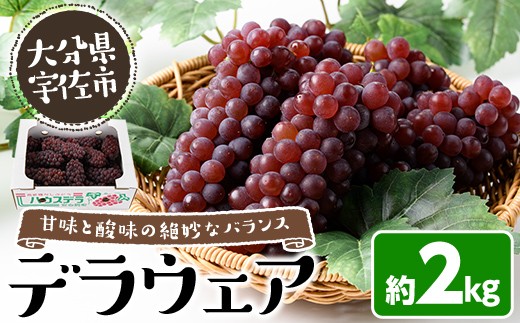
                  <先行予約受付中！2026年7月上旬以降順次発送予定>＜数量限定＞デラウェア (約2kg) デラウェア 葡萄 ぶどう フルーツ 果物 くだもの 果実【115800200】【大分中央農産】
                