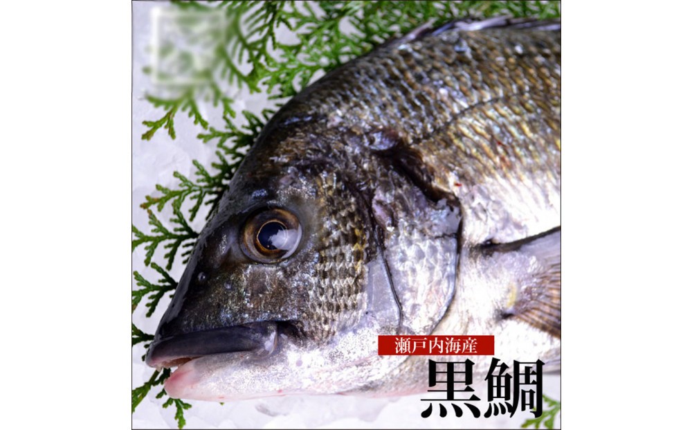 
                  【処理方法選択可】黒鯛 1尾（約1ｋg）ちぬ チヌ 刺身
                
