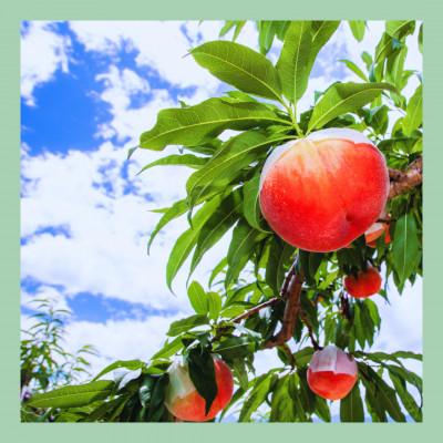 ふるさと納税 山梨市 【2025年8月中旬発送】山梨 はぎふる コンポート【桃・シャインマスカット】2本セット |  | 01