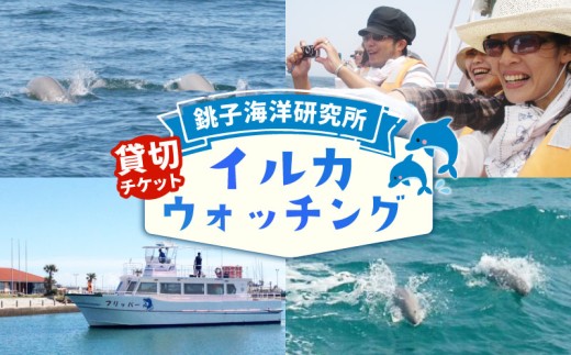 貸切 イルカウォッチング 沿岸 観光 ウォッチング チケット イルカ イルカウオッチング ウオッチング 利用券 引換券 券 体験チケット 体験型 アクティビティ 動物 家族 旅行 トラベル 関東 銚子 レジャー プレゼント ギフト ペア 貸切チケット Watching ふるさと納税 ふるさと納税体験 千葉県 銚子市 銚子海洋研究所