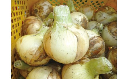 玉ねぎ 春穫り サラダタマネギ 5kg 野菜 タマネギ 発送時期：2027年4月初旬から