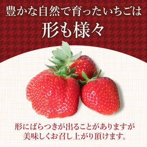 【2027年1月より順次発送】 いちご さちのか 約1.6kg (約200g×8パック) いちご