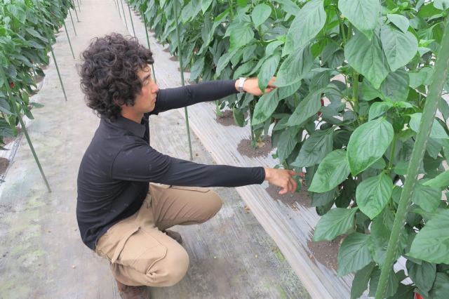【先行予約】北海道栗山町産 土で育てた匠のパプリカ 6玉（池田農林）