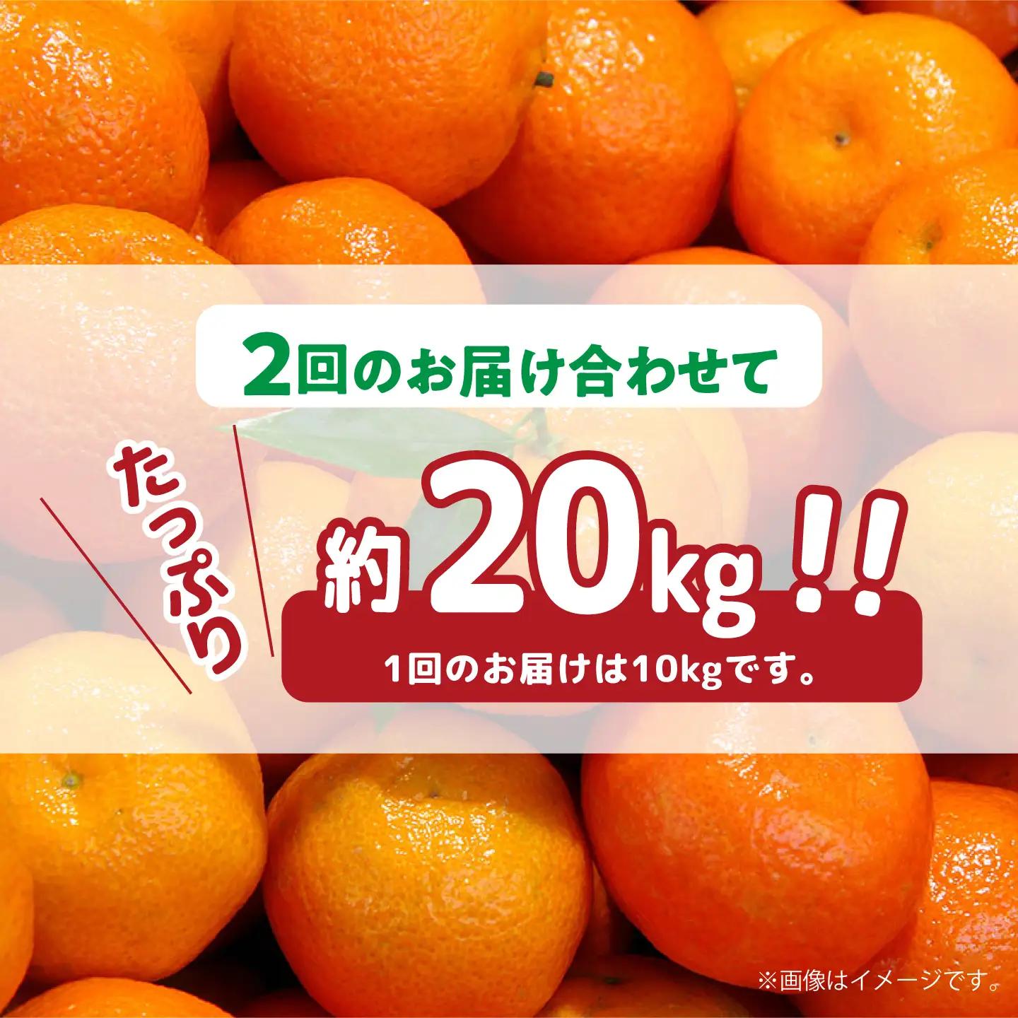 【2026年12月-発送】【2回定期便】温州みかん約10kg（傷もの）計約20kg みかん / 南島原果物屋 [SCV016]