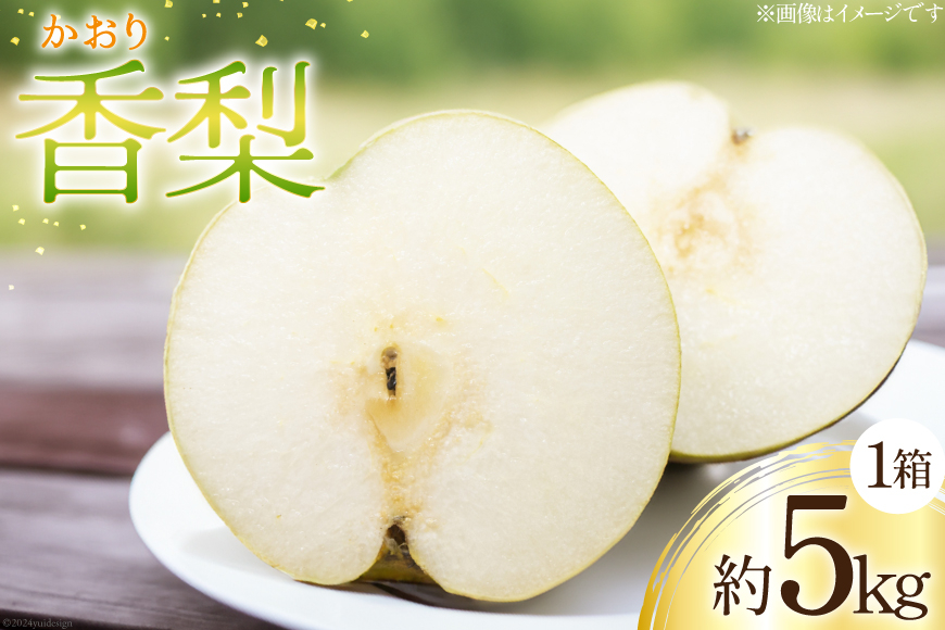 
                  梨 香梨 １箱 約 5kg [坂本哲男 徳島県 北島町 29ay0004] 果物 フルーツ なし ナシ 旬 5キロ
                