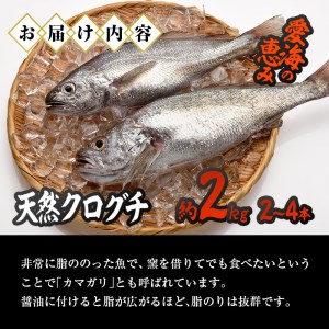 天然 クログチ (約2kg・計2-4本) 直送 産直 漁師 魚 鮮魚 天然 クログチ カマガリ 釜借 白身魚 獲れたて 刺身 煮つけ 塩焼き 冷蔵 豊後水道 鮮魚 大分県 佐伯市【CS09】【 (有)