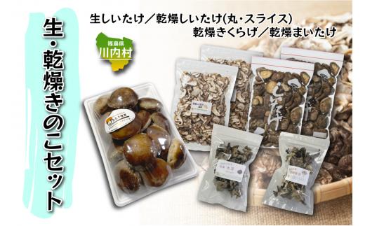 【遠藤きのこ園】生きのこ・乾燥きのこ詰め合わせセット（しいたけ・きくらげ・まいたけ）