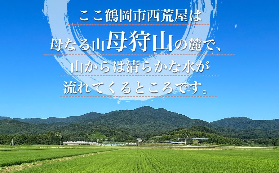 【令和8年産 新米】【定期便6ヶ月】ミルキープリンセス 無洗米 5kg（5㎏×1袋）×6ヶ月 山形県鶴岡市 伊藤農園　| 米 コメ こめ ブランド米 庄内米 ごはん ご飯 美味しい 国産 おすすめ 人