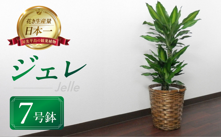 ジェレ 観葉植物 植物 7号鉢 ジェレ 人気 おしゃれ かわいい お手入れ 室内 大鉢 中型 インテリア リビング 玄関 寝室 キッチン オフィス プレゼント ギフト 新居 入居 インテリアグリーン グリーン 緑 植物