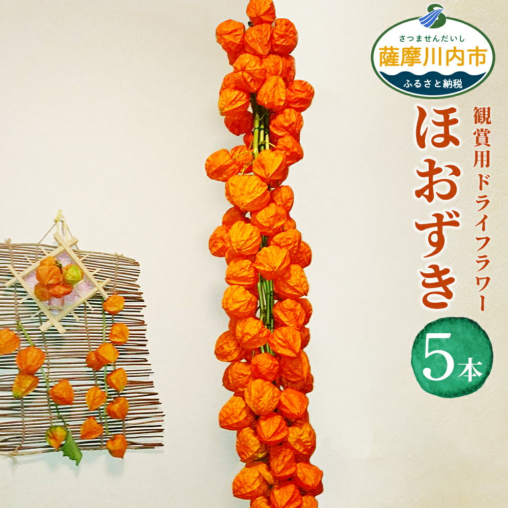 【ふるさと納税】ほおずき ドライフラワー 観賞用 100cm 5本 インテリア ホオズキ 鬼灯 魔除け 夏 風物詩 オレンジ色の実 鹿児島県 薩摩川内市 送料無料