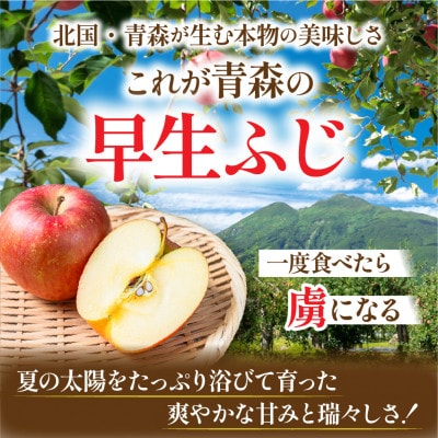 【26年10月から順次発送】平均糖度12度以上! 早生ふじ 約5kg 訳あり ひと足早いふじりんご【配送不可地域：離島・沖縄県】