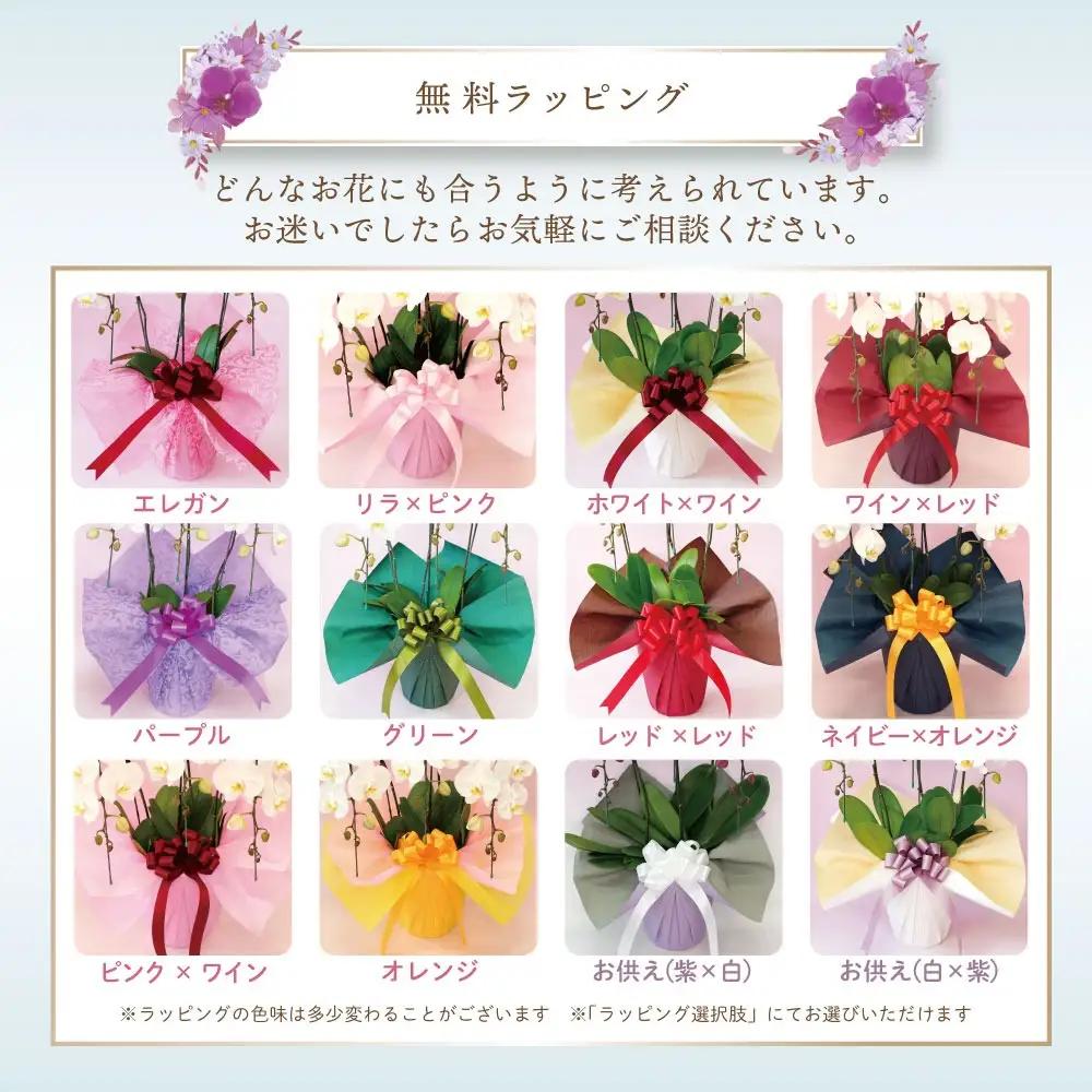 大輪胡蝶蘭　白10本立ち（ラッピング付） ふじみ野ラン園