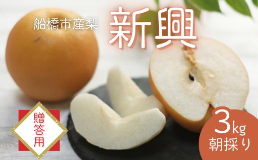 【2025年産先行予約】＜贈答用＞果汁たっぷりの極上梨「新興・3kg」6～9玉 千葉県 船橋市産