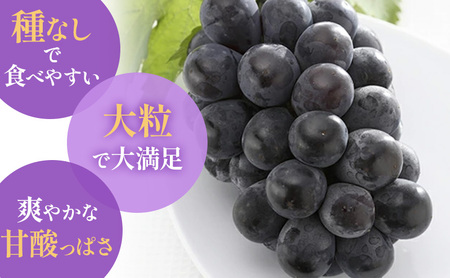 【2026年先行予約】 【特撰】ぶどう 岡山県産 ニューピオーネ ( 種無し )約1kg(2房)  《2026年8月下旬-9月中旬頃出荷》 葡萄 ブドウ フルーツ 果物 スイーツ 数量限定 期間限定