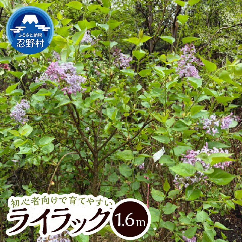 【ふるさと納税】 ライラック 植木 植物 樹木 落葉花高木 リラの花 ガーデニング 苗 庭木 庭園木 送料無料 山梨県 忍野村