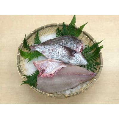 ふるさと納税 和歌山市 養殖マダイ　カマ付きフィレ【カマ付き・皮付き3枚下し】