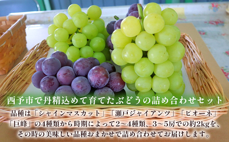 ＜西予の美味しいぶどう セレクトセット／マスカット＆黒系 約2kg＞ 果物 くだもの フルーツ ぶどう 葡萄 ブドウ セット 詰め合わせ つめあわせ 食べ比べ お楽しみ おまかせ 野菜ソムリエ 食べて