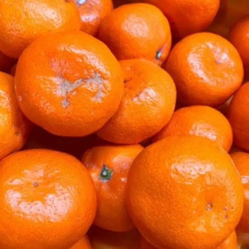 【ご家庭用訳アリ】初夏のみかん なつみ7.5kg　※2027年4月中旬～2027年4月下旬頃に順次発送予定(お届け日指定不可)【uot733A】