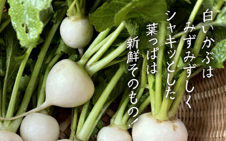 【期間限定】福井県坂井市三国町 村上農園産 小かぶ5パック入り（2玉×5袋）【かぶ カブ 蕪 野菜 鍋 新鮮 産地直送 贈答 ギフト】 [B-16501]
