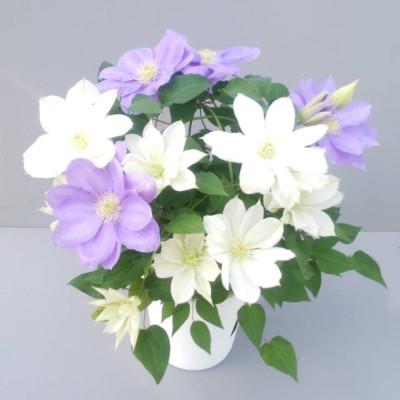 ふるさと納税 北茨城市 【長谷川園芸】クレマチス6寸2色咲き〔北浜×パストラーレ〕※5/1〜5/7発送 |  | 01