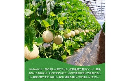 高知県産 最高級マスクメロン＆小玉スイカセット【発送期間：4月～12月（9カ月）】【1月～3月は気候温度不安定の為出荷不可となります。】 
