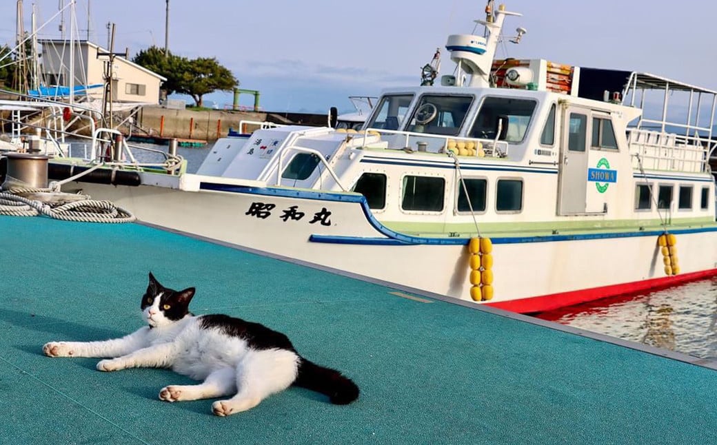 ねこの島！湯島！オリジナルステッカー【地域猫活動支援】