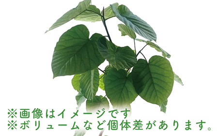 2025年4月中旬～発送【観葉植物】フィカス・ウンべラータ80cm～100cm陶器鉢(T＆P/045-1455) 南国鹿児島県で育った 観葉植物！植物 鉢付 インテリア 室内 オフィス おしゃれ プレ