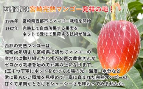 西都産完熟マンゴーご家庭用 ３～５玉（約１ｋｇ） ＪＡ西都《先行予約》＜1.5-64＞2025年発送