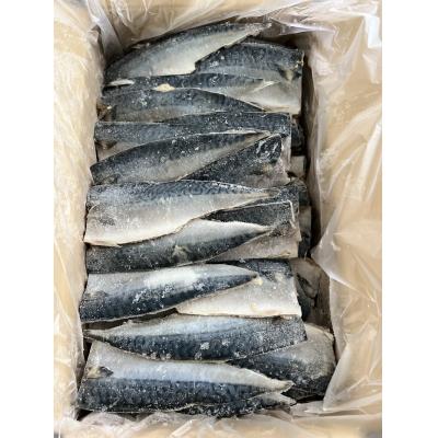 ふるさと納税 焼津市 5.0kg以上! 国内産 無添加 さば フィレ(a24-033) |  | 01
