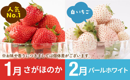 【先行予約】【7回定期便】産地直送！白石町産 いちごと牛肉の極上定期便 [IZZ014]